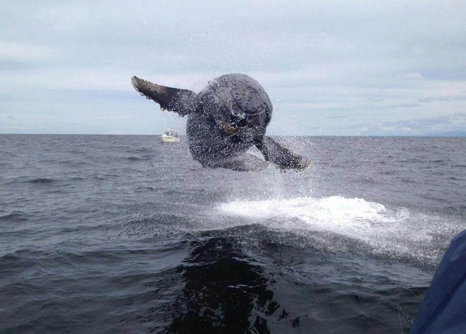 Flying Meat Torpedo